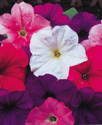 Picture of Petunia - Merlin Series F1 - Mixed